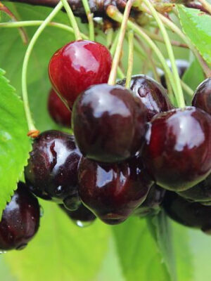 Вишня Шпанка (ранній сорт)