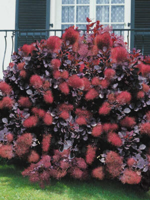 Скумпія Роял Перпл