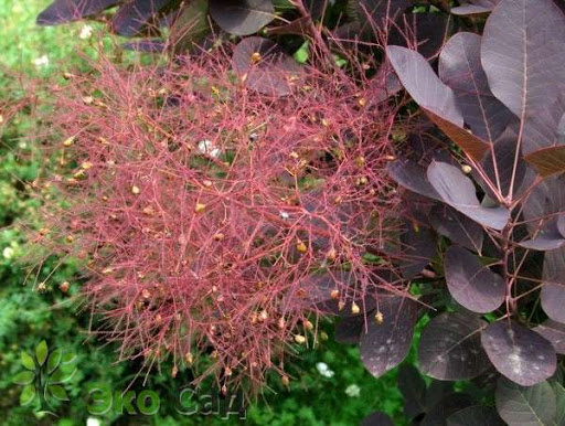 Скумпія Роял Перпл