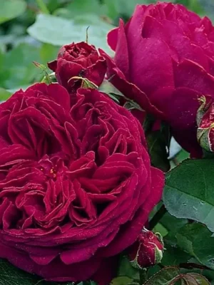 1072238284_1072238284.webp Троянда Фальстаф (Falstaff)