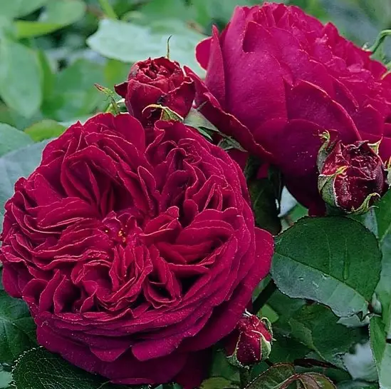 Троянда Фальстаф (Falstaff)