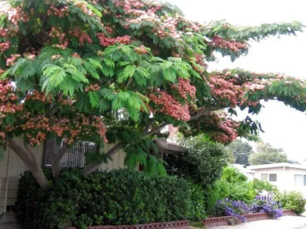 Акація ленкоранська "Альбіція"