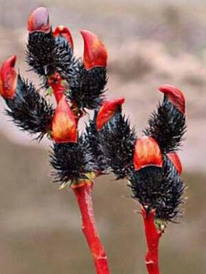 Верба "Меланостахіс" на штамбі -  ( висота штамбу 120 - 140 см )