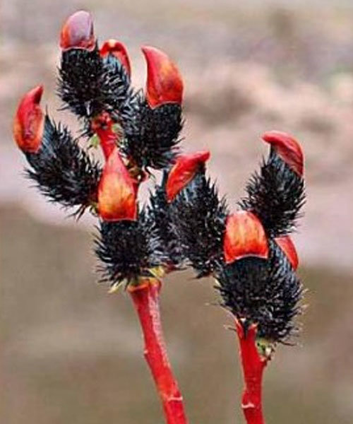 Верба "Меланостахіс" на штамбі -  ( висота штамбу 120 - 140 см )