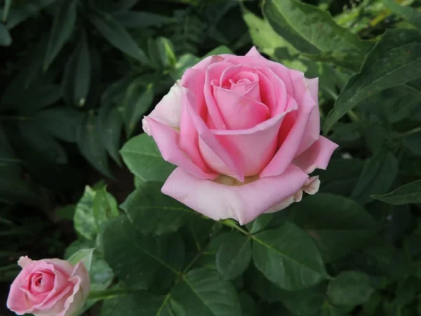 1296082112_w640_h640_chajno-gibridnaya-roza-sorta.webp Троянда Аква (Aqua)