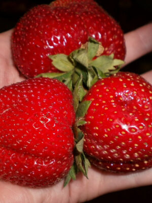 1416301406_klubnika-marmelada.jpg Полуниця "Мармелада"(середній сорт )