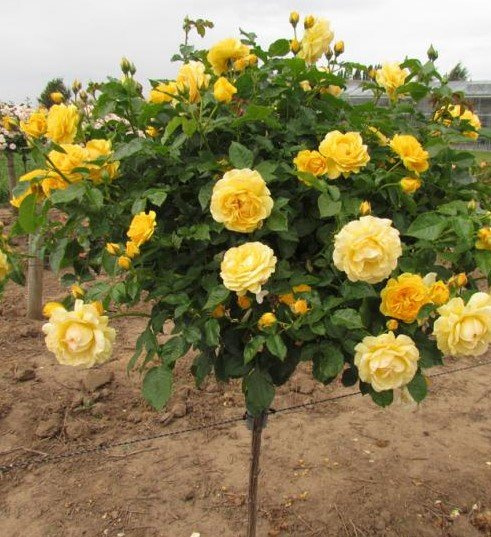 Троянда на штамбі Лимонна