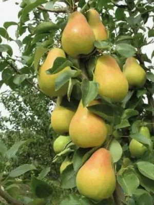 Груша Лимонка