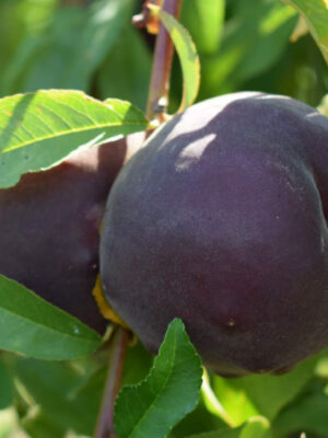 Персик "Рубін Принц" - ранній термін дозрівання