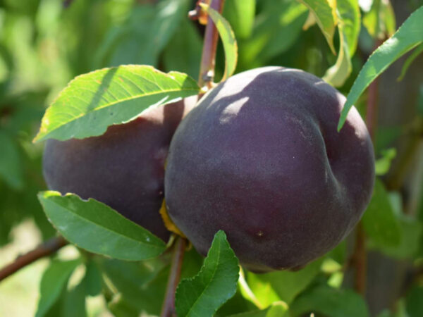 Персик "Рубін Принц" - ранній термін дозрівання