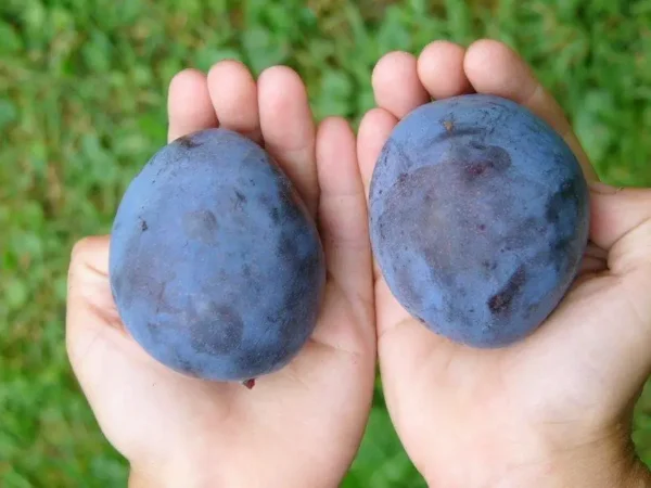 Cлива Топ-гігант