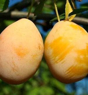 Слива "Кохана з Млієва" жовта, ранній сорт (саджанці дворічні)