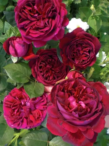 Троянда Фальстаф (Falstaff)