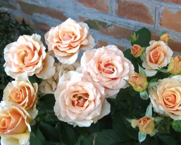 Троянда Прімадонна (Prima Donna)