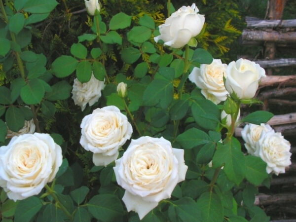 Троянда Полярна зірка (Polarstern)