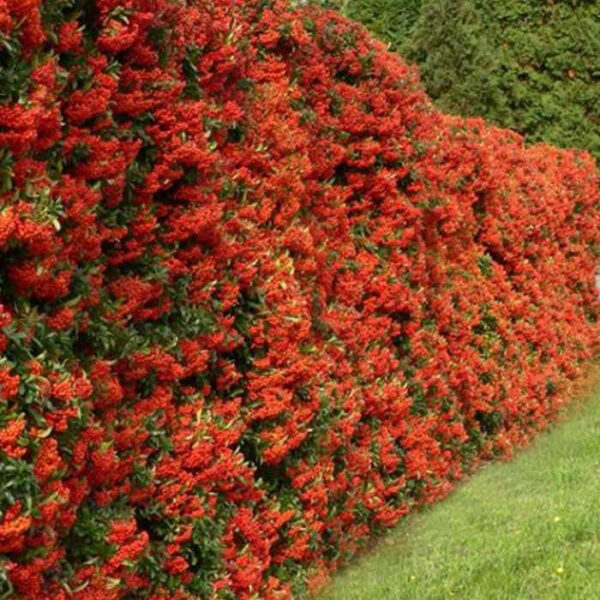 Піраканта Orange Glow