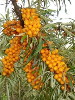 Обліпиха "Крупноплідна". Саджанець дворічний