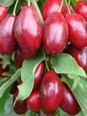 Кизил "Миколка"