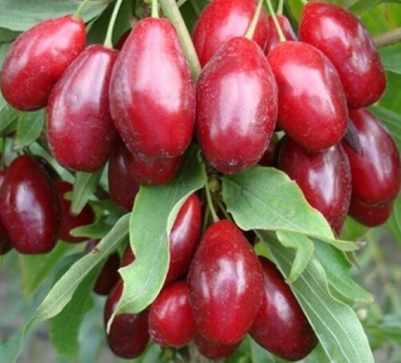 Кизил "Миколка"