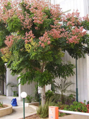 Кельрейтерія волотиста (мильне дерево)