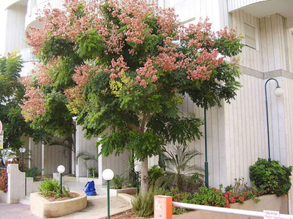 Кельрейтерія волотиста (мильне дерево)