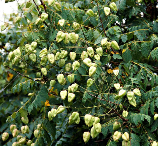 Кельрейтерія волотиста (мильне дерево)