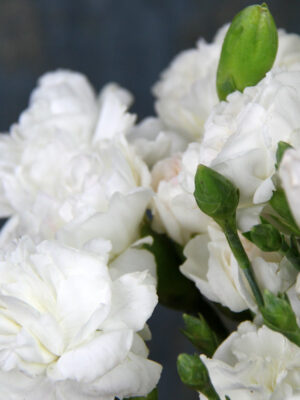 Гвоздика біла