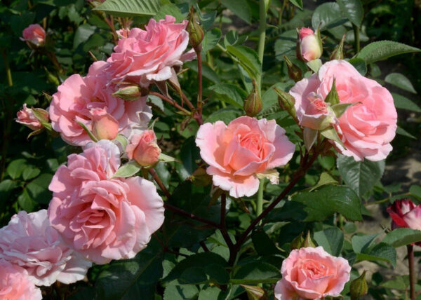 Троянда Титанік (Titanic)