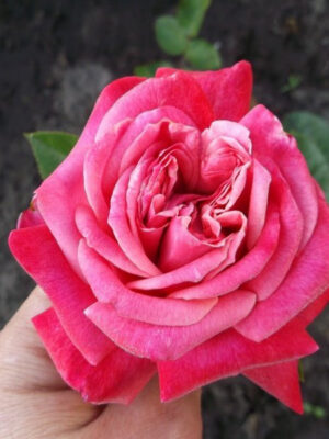 Троянда Верді  (Verdi)