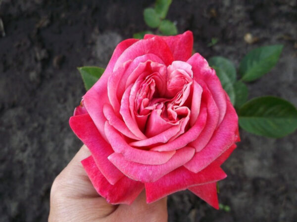 1649927895_43-vsegda-pomnim-com-p-roza-chaino-gibridnaya-legenda-foto-46.jpg Троянда Верді (Verdi)