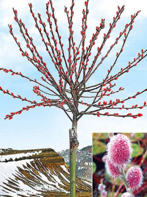 Верба на штамбі "Mount Aso" Розового кольору котики (висота штамбу 120-140 см)