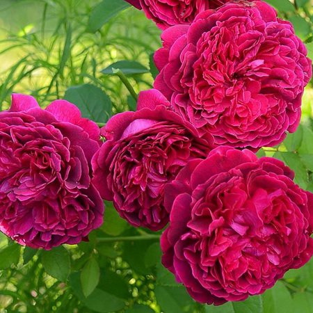 Троянда паркова  Вільям Шекспір (William Shakespeare)