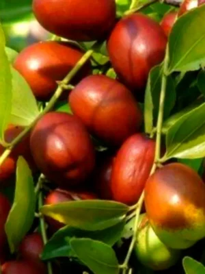 1889598094_w640_h640_1889598094.webp Зизифус-Фініки "Ян-цзао" Раній сорт (Саджанці дворічні)