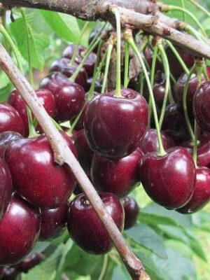 Вишня "Кармін Джуел" плодова
