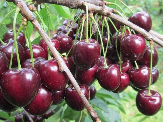 Вишня "Кармін Джуел" плодова