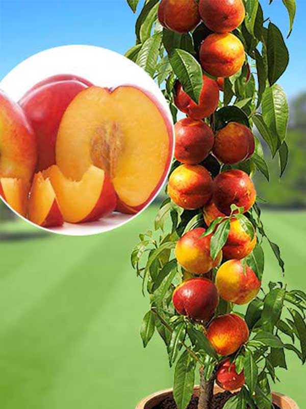 Нектарин Рубіс колоновидний, середній термін дозрівання