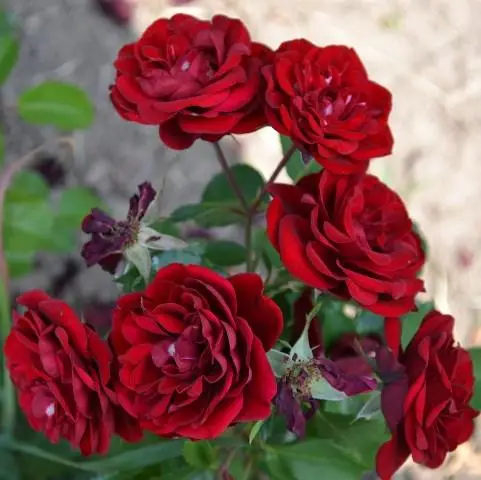 Троянда спрейка Торнадо