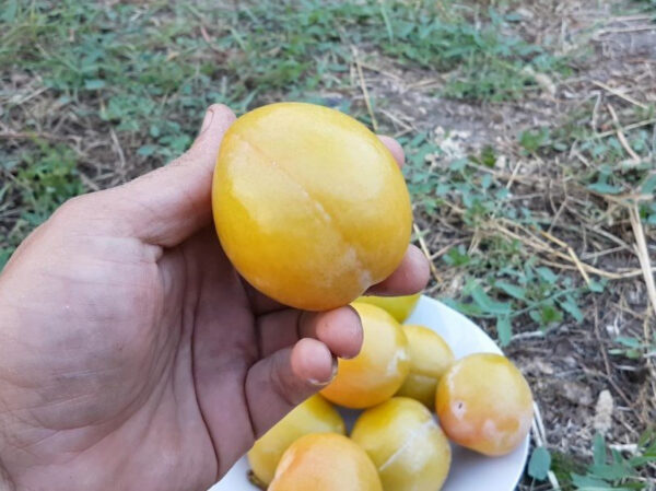 Cлива Байран Голд диплоїдна, пізній термін дозрівання