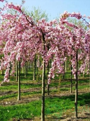 Сакура дрібнопильчаста плакучої форми "Кіку-Шідаре"