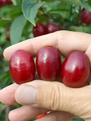 Кизил "Олена"