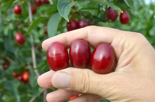 2314017975_2314017975.webp Кизил "Олена"