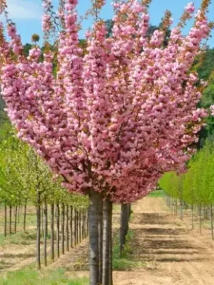 Сакура Роял Бургунді на штамбі, висота штамба 2-2,2 м