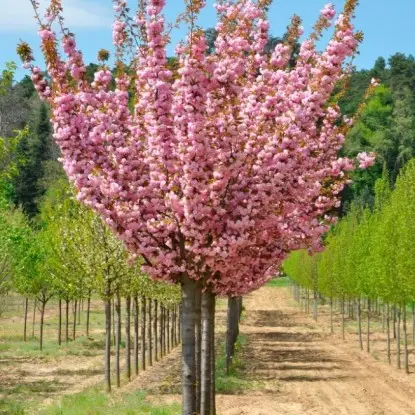 Сакура Роял Бургунді на штамбі, висота штамба 2-2,2 м
