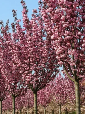 2407323367_w640_h640_sadzhantsi-sakuri-royal.webp Сакура на штамбі "Кіко шідаре"