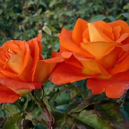 2435084898_2435084898.webp Троянда Моніка (Monika)