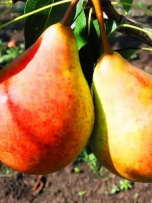 2514113347_w700_h500_sazhentsy-grushi-silk.webp Груша "Сілк Кінг"(ранній сорт)