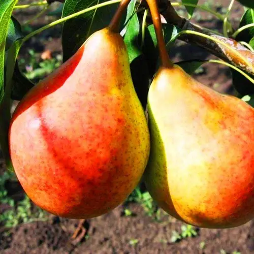 Груша "Сілк Кінг"(ранній сорт)