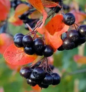 2543668917_w640_h640_aroniya-chernoplodnaya-grandifolia.webp Аронія штамб