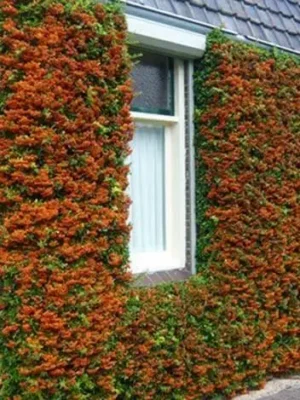 Піраканта Orange Glow