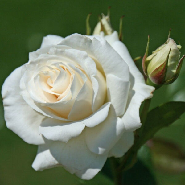 Троянда Паскалі (Pascali)